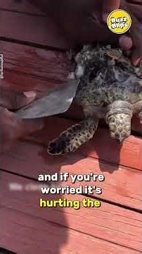 This turtle’s shell was basically a barnacle party #seaside #turtle #wildliferescue #rescuelife