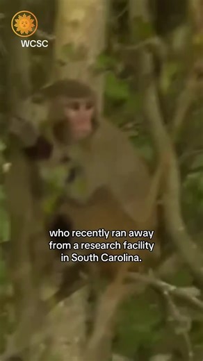 More than 40 monkeys escaped from a research facility in South Carolina last week, prompting warnings for nearby residents to secure their doors and windows. 25 of the fugitive monkeys have been captured safely but 18 others were still loose as of Sunday, officials said. | CBS Mornings