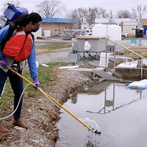 Video: Development and Testing of Species-specific Quantitative PCR Assays for Environmental DNA Applications