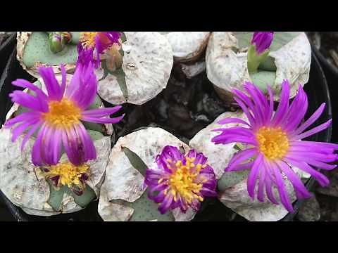 How to Divide and Propagate Conophytum succulents.