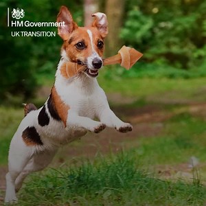 36 reactions · 34 shares | Taking your pet to Europe in 2021? You’ll need a new animal travel certificate. Find out more on gov.uk/transition | UK Government | Facebook