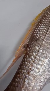 1.2K views · 177 reactions | Did you know that fish often face...