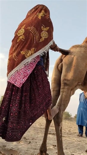 مشهد مدهش من صحراء تهر، امرأة مسنة تركب الجمل بطريقة غريبة