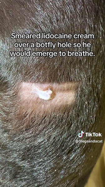 Emergence of a Botfly: Vet Tech's Amazing Procedure Revealed!