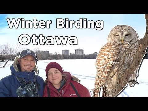 Winter Birding in Ottawa