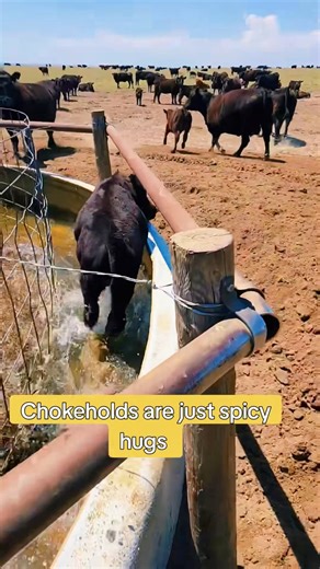 668K views · 12K reactions | Chokeholds are spicy hugs! #UnhingedRancher #RanchLife #EatBeef | The Unhinged Rancher | Facebook