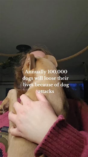 219K views · 17K reactions | Never do I want another dog or their humans from experience a dog attack. The Playcoat offers a lightweight, practical solution for dogs who wants protecting against possible threats like dog attacks or injuries from barb wire. | West & Jones | Facebook