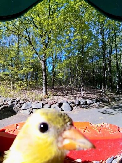 Female American Goldfinch on a Sunny May Morning 🌼🐦 | Chirping, Snacking & Camera Peek