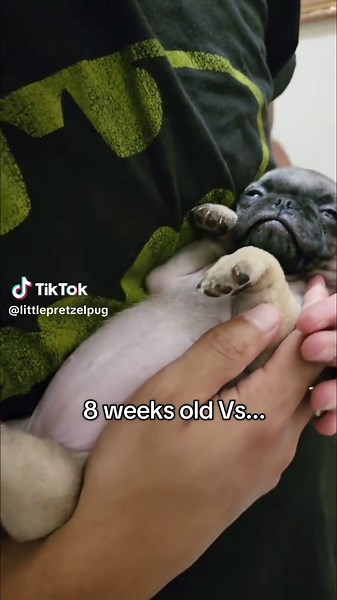 8 weeks old vs now....🥹 #puppy #pug #dogsoftiktok #dogs #fyp