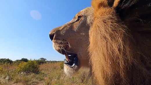 Today we’re heading out on an enrichment walk with my ‘mane’ man Bobcat. Come join us and learn what makes this incredible cat so special. If you're lucky you may just hear a "Gabby nooooooo!!" Kevin Richardson #maneman #bobcat #lionmane | Kevin Richardson