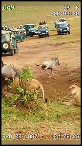 The wildebeest buffet has officially begun. #wildanimals #animals #foryou#foryoupage #foryoupage #foryourpage #viralreelsfb #viralvideostoday #viraltiktok #viralreelsfb #reelsinstagram #reels_tiktok #reelsvideo #usareels #usareels #usareels #fypシ゚ #vlogger #videooftheday #viralsong #vibes2024 #viralpost2024 #viralpage #viralreelsfb #viralvideostoday #bestchallenge #BeautyDeals #goodvibesonly2024 #fypシ゚ #fypシ゚ #goodtimes #bestfriend #foryoupage #foryourpage #FantasyPremierLeague #fanschallenge #f