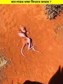 Kangaroo Baby Truth 😱 || #shortsfeed #animals #facts