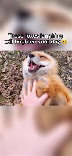 Foxes Laughing: The Wholesome Animal Moments