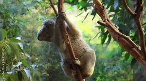 Australian koala bear climbing and foraging on a branch
