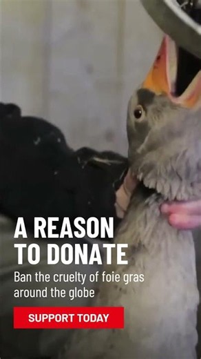 This is the reality behind foie gras 🪿