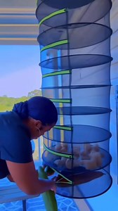 2.3K views · 60 reactions | GROW YOUR OWN SPONGES IN YOUR BACKYARD!!...