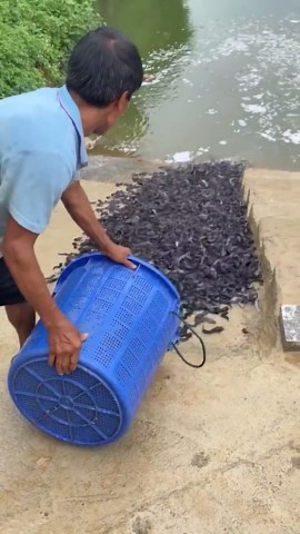 Feeding Unique Creatures and Fishing with Wooden Traps