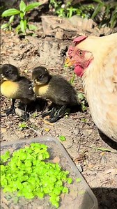 A chicken raising ducklings vs a duck raising ducklings.