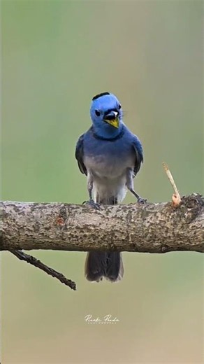 Black-naped Monarch (Hypothymis azurea)