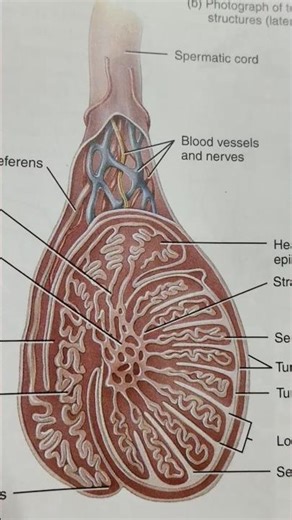 The sagittal section of a #testis showing the arrangement of #seminiferous #tubules