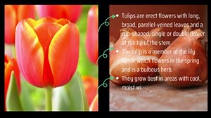 Orange Tulip Bulbs for Fall Planting Bulk - 10 Large Bulbs - Perennial Flowers