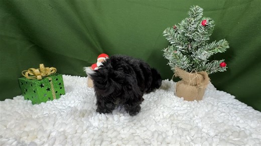 Morkie Yorktese puppy for sale