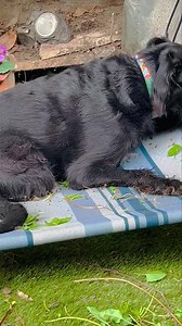 8.7K views · 364 reactions | Spent some time in the garden and Yoda seems to be enjoying it sat on his throne ❤️❤️‍啕❤️ | The Dogs Nobody Wants Sanctuary | Facebook