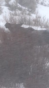 A truly epic moment as I'm stuck in a blizzard with an amazing moose! Yellowstone National Park #outdoors #nature #animals #snow | Michael Hodges, Author