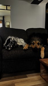 🚶 Votre chien explose à la vue d’un autre ? Aboiements, charges, hypervigilance… chaque sortie devient un stress permanent. 🥴 Beaucoup de familles vivent dans la crainte de chaque croisement. La vérité ? Votre chien n’est pas « méchant », il est réactif. Et ça peut changer. Avec notre évaluation gratuite, vous allez : ✅ Comprendre les vraies causes de ses réactions ✅ Recevoir un plan d’action personnalisé par nos spécialistes (en moins de 48h) ✅ Découvrir des solutions concrètes à appliquer dè