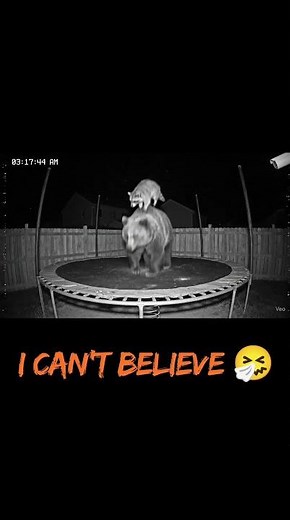 CCTV caught Raccoon over bear back enjoying Jumping on trampoline