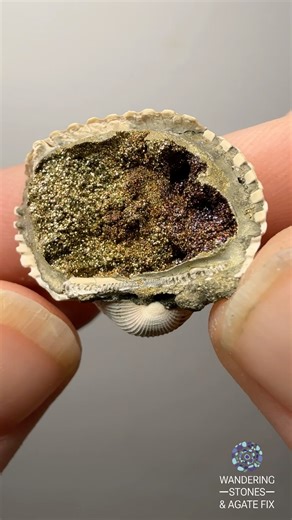 Ancient Bivalve Fossil with Chalcopyrite | Indonesian Mineralized Fossil Sea Shell