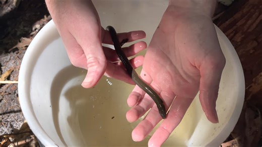 What a freshwater eel looks like when it appears inside a homemade fish trap