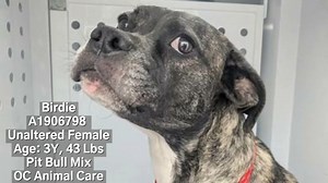 So sad to report.....Birdie was euthanized by OC Animal Care. 3/14/25. RIP CODE RED - EUTH LISTED! Birdie needs a rescue commitment by 3/13/25 or she will be euthanized by OC Animal Care. Listen to the sound of the other dogs in Birdie's surrounding kennels barking, crying, and howling. This goes on day and night. Do you blame Birdie for being so terrified and defensive that she urinates when approached? Share for rescue please. Birdie came into the shelter with Anora ~ A1906799 Pit Bull, who ha