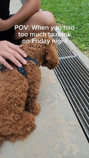 Kickapoo the Cavapoo's Grass-Eating Mishap