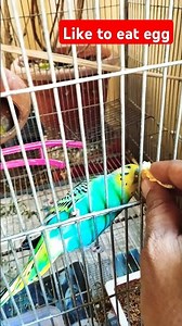 How to Make a Budgie Eat from Your Hand
