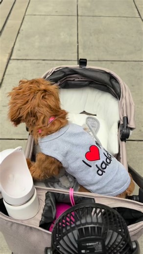 They said to show the most expensive thing in the house… so here I am. 🐶💅 Hi, I’m Pickle. I cost snacks, toys, vet visits, grooming, treats, walks, belly rubs, more belly rubs and emotional support fees. But honestly… I think my Pawrents got a pretty good deal. 💖🐾 #dogsofinstagram #cavapoo #luckypup | Pickle the Cavapoo