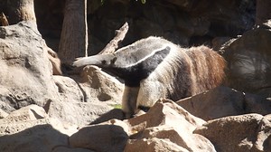 6.5K views · 463 reactions | How much do you know about giant anteaters? Iñaki Ezquerro, head of the Terrestrial Mammals & Reptiles department, invites you to discover this fascinating species. | Loro Parque | Facebook