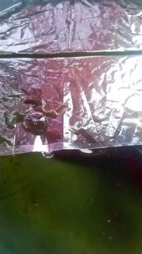 Part 2 : Betta breeding | sana mag succes .. #bettafish #short #viral