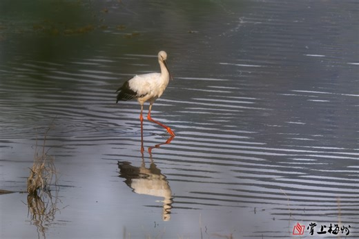 罕见！东方白鹳在梅长时间停留休憩_掌上梅州