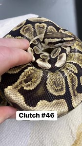 Clutch 46 is Redstripe Yellowbelly Clown X GHI Spotnose Het Clown. 5 good ones!! | Ball Pythons 101