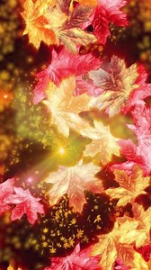 Romantic animation of falling maple leaves. Conveys the atmosphere of holidays and autumn nature.