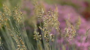 Grass, Meadow, Bloom. Free Stock Video