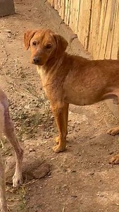 IS THERE ANYBODY OUT THERE? The NSPCA currently has a team of inspectors working in Alexander Bay in the Northern Cape. In this outlying area, there are no veterinarians, no SPCAs and no animal welfare organisations. Our team has been working all through the long weekend, and they have found that the situation is dire. Animals need urgent assistance. The NSPCA would like to send two more vehicles with additional Inspectors to assist our team currently in the Northern Cape- but we need your help 