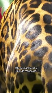 Las colecciones biológicas🪲 son la memoria que tenemos de la vida en este planeta,🌐 y son esenciales para conocerla y protegerla. Sin embargo, en Colombia, 🇨🇴 el segundo país más biodiverso🦜 del mundo, las colecciones han tenido que enfrentarse a edificios que se caen, faltas de presupuesto y otras dificultades. En el último podcast hablamos con 5 expert@s de distintas colecciones sobre su importancia, los seres extraños que alojan y los enormes retos a los que se enfrentan. ¡Vaya a escucha