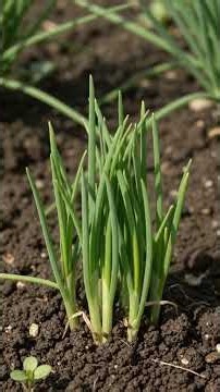 🌱 Chives: From Tiny Seed to Purple Flower | Amazing Growth Journey