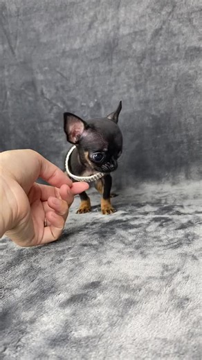 #chihuahua #chihauhuasoftiktok #teacupchihuahua #fyp #viralvideostiktok