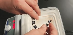 Heat-activated penile implant might restore sexual function in men with E.D.