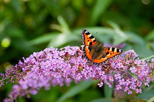 Butterfly Bush Plant Care, Growing Tips and Varieties | LoveToKnow