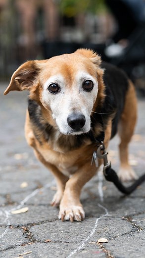 The Dogist on Instagram: "Hobbes, Beagle/Dachshund mix (15 y/o), Carroll Park, Brooklyn, NY • “He’s the best oldest dog in the world. He’s doing great. He sleeps a lot more now, and he’s pretty much deaf. Dogs are just there for you. If you’ve never had one, you can’t describe it. But once you’ve had it, why would you live without it?”"