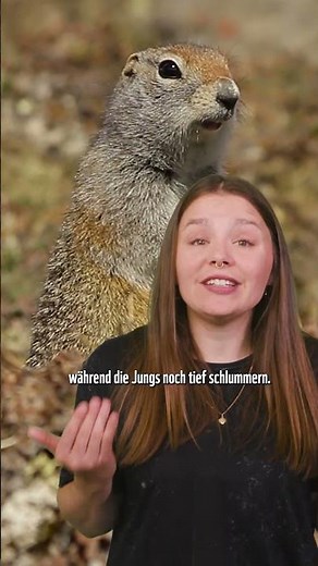 😯 Arme Erdmännchen: Warum sie die Paarungszeit verpennen 💗⏱️
